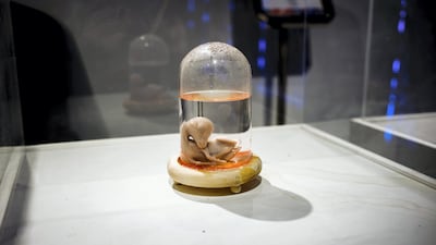 A preserved camel embryo in the Camel Museum, which is part of the festival cultural activities. Maxime Fossat for The National
