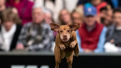 Dogs jumping part two: A dog competes in the Masters Agility Championship during the Annual Westminster Kennel Club Dog Show on February 8, 2020 in New York City. AFP