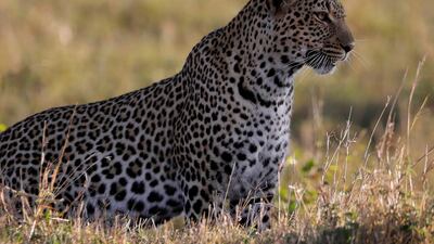 A leopard sits in the grass in the Maasai Mara National Reserve, Kenya. Reuters