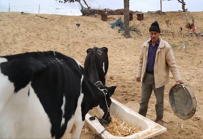 Rafiq Al Dahdouh's herd is down to 15 cows, who are forced to eat hay. Rakan Abed El Rahman for The National