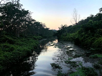 Swamp land in Chitwan National Park. Courtesy Melinda Healy