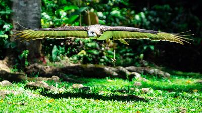 A Philippine Eagle spreads its wings inside a sanctuary in Davao City, Philippines. EPA