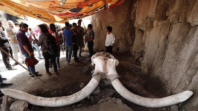 A general view of the remains of mammoth specimens found in artificial traps in the municipality of Tultepec, Mexico. EPA