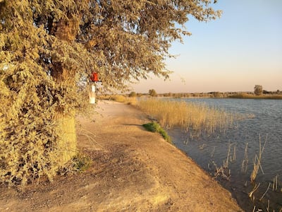 Mosquito traps at Al Qudra Lakes, installed as part of a study by researchers. Courtesy: Jeremy Camp, University of Veterinary Medicine in Vienna
