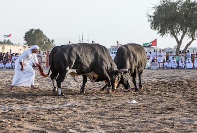 Each fight typically lasts around four minutes. Leslie Pableo / The National