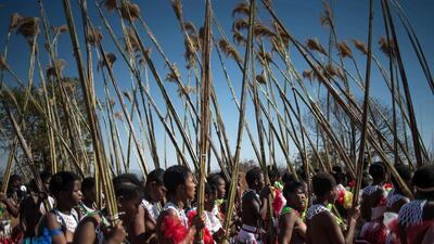 Maidens carry and lay reeds while they sing and dance during the annual royal Reed Dance at the Ludzidzini Royal palace in Lobamba, Swaziland. Umhlanga, or Reed Dance ceremony, is an annual Swazi cultural event where tens of thousands of Swazi girls travel from the various chiefdoms to the Ludzidzini Royal Village to participate in the eight-day event. Mujahid Safodien/ AFP