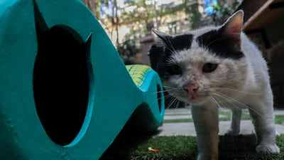 A street cat walks next to a shelter in Cairo, Egypt. All photos: Reuters