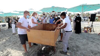 Some had been cold-stunned by continued exposure to chilly waters during winter, while others had eaten plastic or sustained injuries requiring surgery
