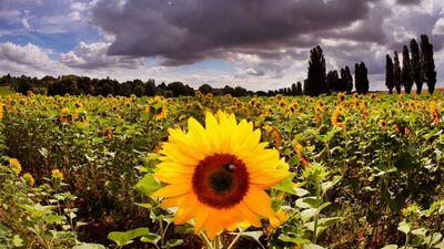 Sun flowers in a field in Bad Homburg, Germany, as dark clouds pass by. AP Photo / Michael Probst