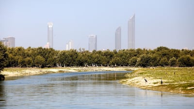 The mangroves in Abu Dhabi. The UAE has seven designated as Wetlands of International Importance. Fatima Al Marzooqi /The National