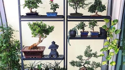 Prior to the shift, Sabater's plant collection used to be in an apartment balcony