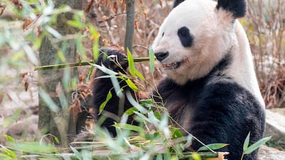 A giant panda eats bamboo in its enclosure at the Schoenbrunn zoo in Vienna, Austria. AFP