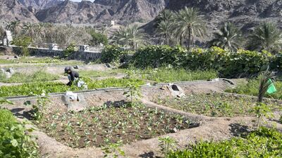 Mohammed Mostafa working in Abdullah Al Mazroui's farm in Al Ghail. Reem Mohammed / The National