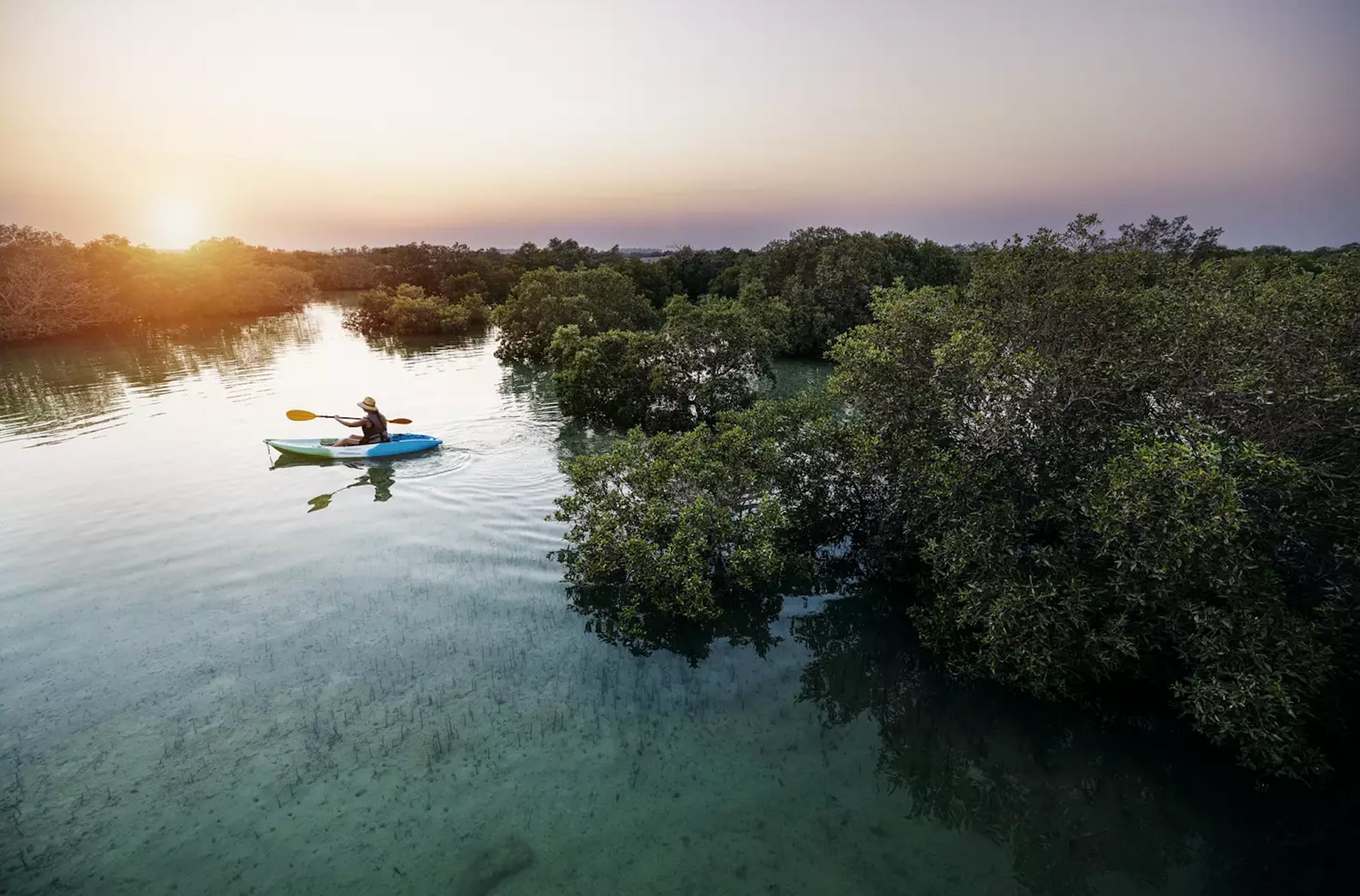 Image linked from the original feed: Environment agency launches digital observatory to monitor mangrove rehabilitation in Abu Dhabi