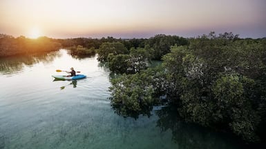 The observatory tracks more than 18.5 million mangrove trees planted at rehabilitation sites in Abu Dhabi. Photo: Visit Abu Dhabi