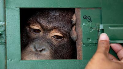 A Thai officer closes the window of cage where Cola, a 10-year-old female orangutan, waits to be sent back to Indonesia at Suvarnabhumi Airport in Bangkok, Thailand. Wildlife authorities in Thailand repatriated two orangutans, Cola and 7-year-old Giant, to their native habitats in Indonesia in a collaborative effort to combat the illicit wildlife trade. AP Photo