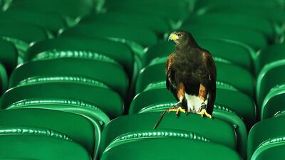 A Harris hawk called Rufus, the official bird scarer of the Wimbledon Championships, at Centre Court, in London. EPA