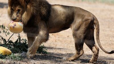 A lion eats an icy treat containing meat and ostrich eggs to cool down during a regional heatwave at the Safari Zoological Centre in Ramat Gan, Israel. Reuters