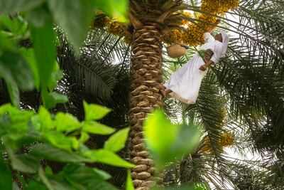 Specialised in agritourism and ecotourism, Dan Company's first project will be located in Al Ahsa region, which is famous for its rice and dates, PIF announced last year. Photo: PIF