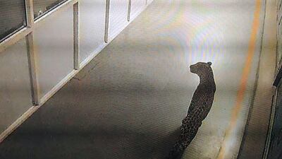 CCTV footage shows a leopard walking inside the Maruti Suzuki car factory in Manesar on October 5, 2017. AFP