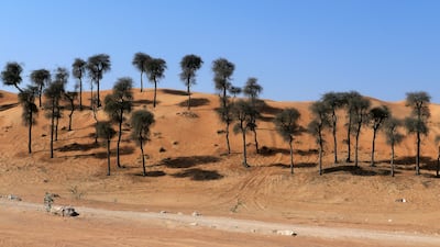 Beauty of the desert landscape in Ajman. Pawan Singh / The National