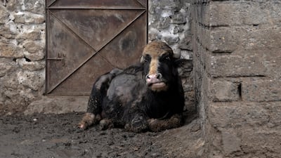 Between the outbreak and the exorbitant prices of fodder, Roumi like other farmers has seen his only source of livelihood pushed to the brink