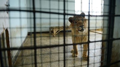 Male lion Marjan looks out from his cage in Afghanistan’s Kabul Zoo in Kabul. Shah Marai / AFP