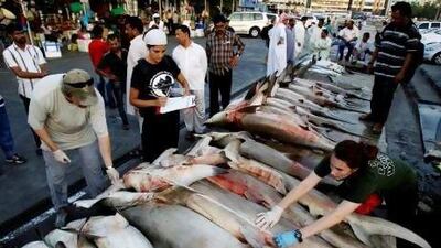 UAE fishermen continue to flout the annual four-month ban on shark hunting.