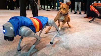 A dog interacts with a robotic dog during the Nvidia GTC (GPU Technology Conference) in Washington, DC, US. Bloomberg