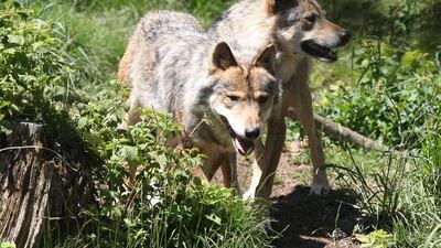European grey wolves in the semi-wildlife animal park of Les Angles, southwestern France. AFP