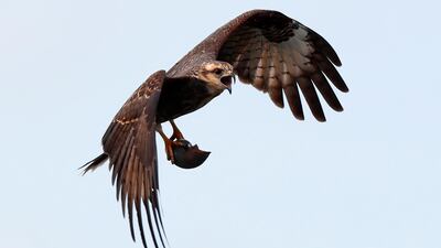 An endangered snail kite flies with an apple snail at Lake Kissimmee in Kenansville, Florida. Water level control and the resulting loss of wetlands has caused the population to drop to about 400 breeding pairs. AP Photo