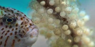 Our Oceans is narrated by former US president Barack Obama. Photo: Netflix