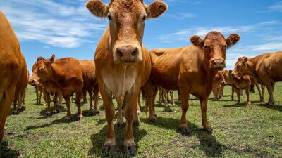 Researchers say an extra helping of red meat can increase risk of early death. Getty Images