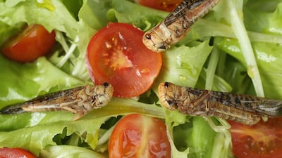 Grasshoppers are also eaten in Mexico. Getty Images
