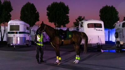 Police horses are typically French or from other countries in Europe, which are much larger than Arabian mounts. Reem Mohammed / The National