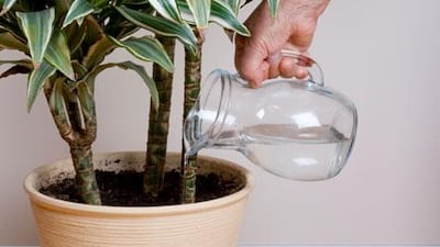When it comes to your houseplants, too much water can be as damaging as too little.