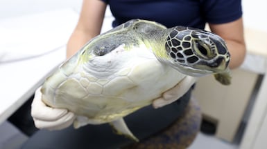 Plastic bags in the sea have caused some turtles to lose their flippers. Chris Whiteoak / The National
