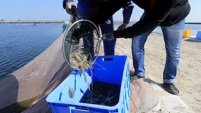 Workers catch shrimp and dump them into a container.