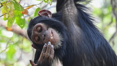 Digging For Gold by Maggie Hoffman, which shows a young female chimpanzee picking her nose and eating it, also made it to the Highly Commended category. Photo: Maggie Hoffman / Nikon Comedy Wildlife Awards
