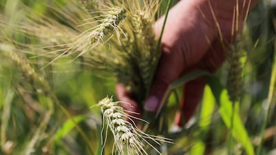 Egypt is often the world’s largest wheat importer, depending on foreign supplies for more than 50 per cent of its needs. Reuters