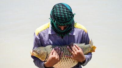A member of staff carries a carp at a fish breeding site in Iraq's central city of Najaf. AFP