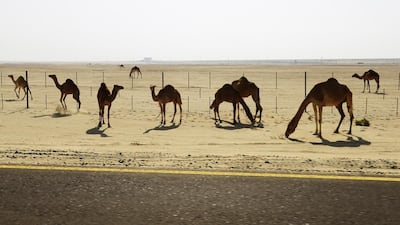 Harley Davidson riders take a tour of the UAE. Photo by Charles Cremona
