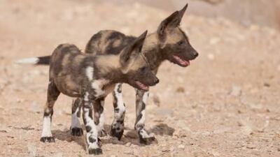 The pups were born in November and are now out on exhibit together with their parents and other pack members.