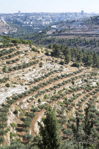 The Cremisan Valley in the West Bank, Palestine