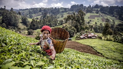 A Kenyan woman picks tea leaves at a plantation in Mathioya constituency, Muranga. AFP