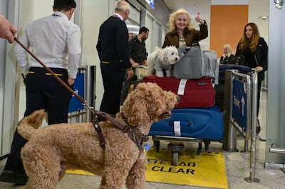 A traveller arrives in Greece with her dog after returning on a flight from Abu Dhabi. Getty Images