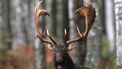 A fallow deer (Dama dama) buck is seen during mating season in Labod, Hungary. EPA