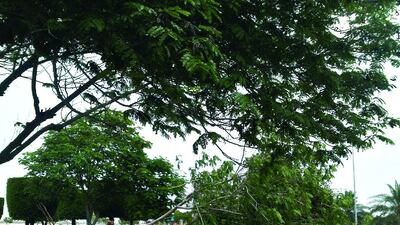 Ali Sedat Budak shows a cyclist and a skater discussing a fallen tree after recent inclement weather swept through the capital.