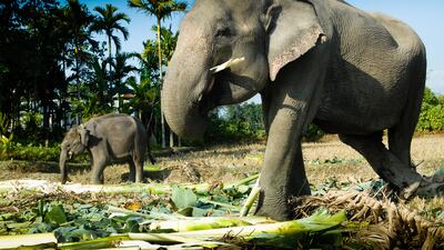 Elephants in India have been found to bury their calves in irrigation drains, according to a recently published study.