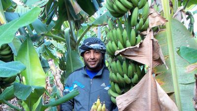 A banana farmer in the Dead Sea area. Photo: Nico Dingemans